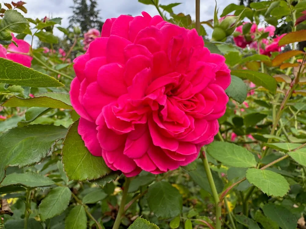 Rosa 'Eddie's Jewel' (Eddie's Jewel Rose) — Northwest Blooms